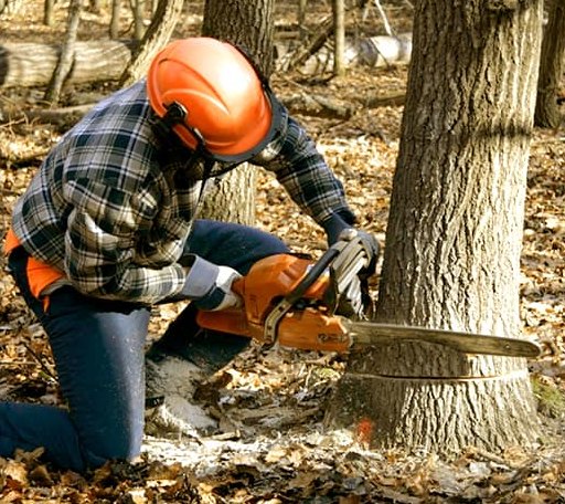 Tree Removal in Mechanic Falls, ME